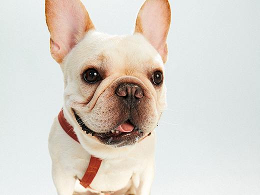 猫猫狗狗（个人主页-ZNTcyMDc0NzI=） - 宠物摄影 - 站酷设计师JM呆呆呆原创素材 - 站酷ZCOOL