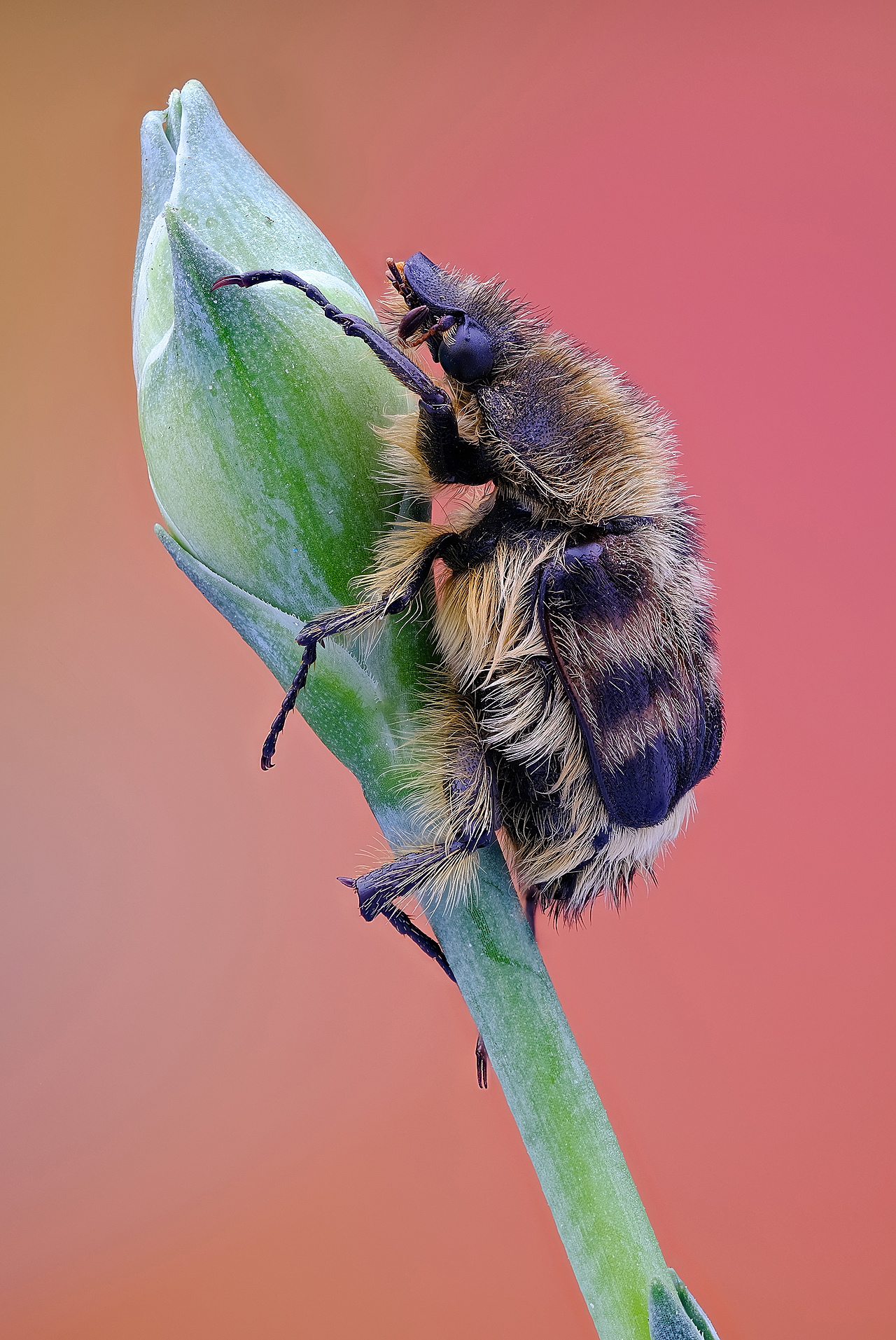 豪华太空舱-瓜哥堆叠微距摄影（图ZMjQxNDYyODUy） - 风光摄影 - 站酷设计师瓜哥微距摄影原创素材 - 站酷ZCOOL