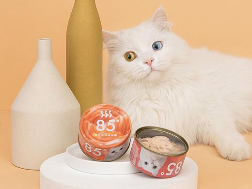 【摄影】人不如猫系列之奢华猫罐头