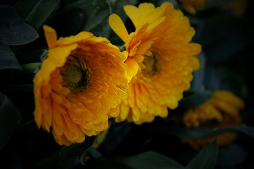 青岛世园会千桃园风景