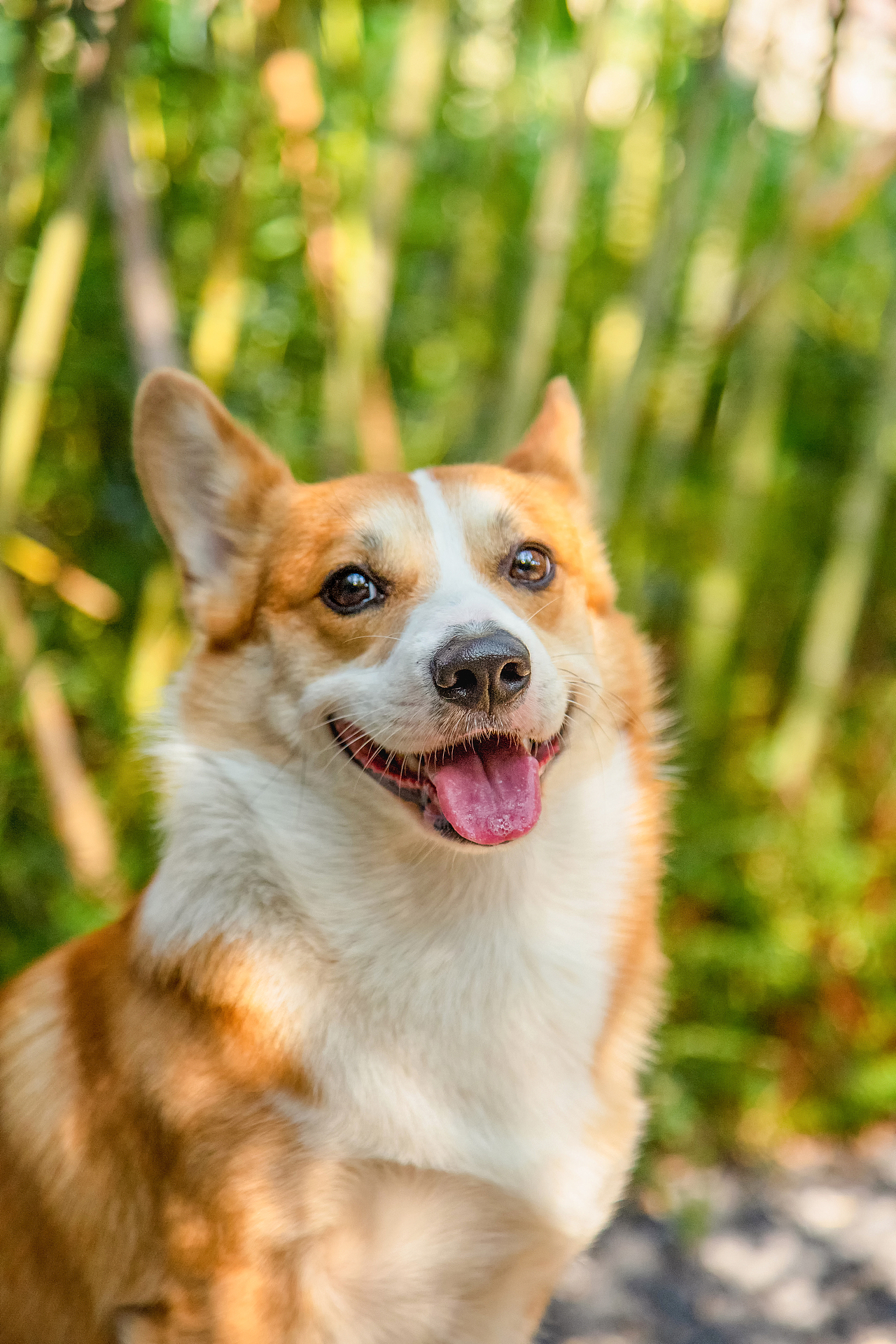 这些年拍过的柯基们小合集（图ZMzEzNzUxMzY4） - 宠物摄影 - 站酷设计师佳佳与可骑原创素材 - 站酷ZCOOL