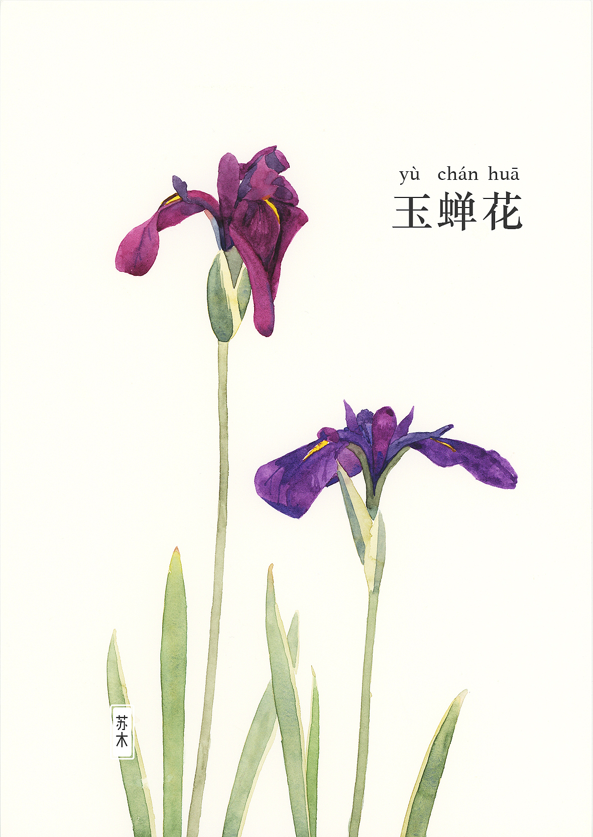 花·图鉴 「一」（图ZMzA4MzE4MDg0） - 商业插画 - 站酷设计师苏木_Summer原创素材 - 站酷ZCOOL