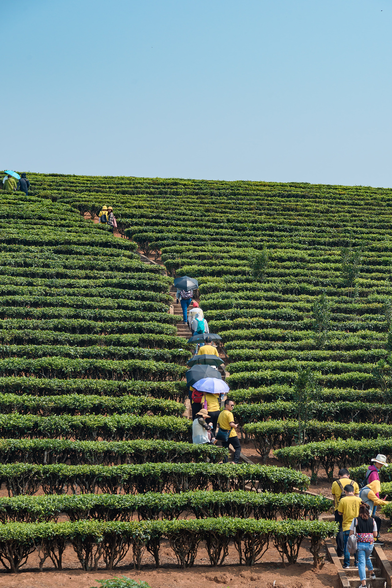 2019云南西双版纳茶之旅