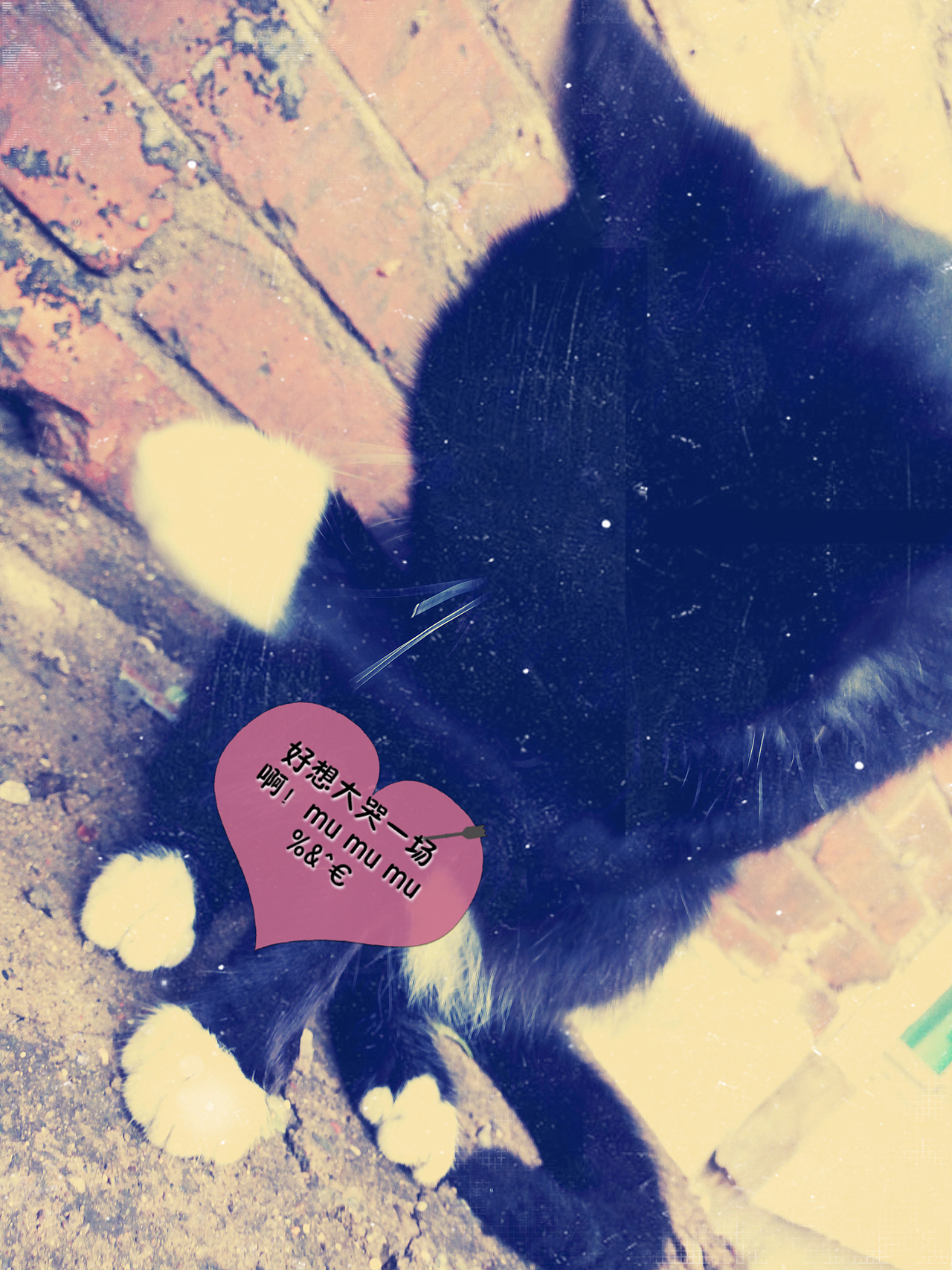 喵星人的世界……（图ZNjQ5OTYyMDA=） - 宠物摄影 - 站酷设计师张张大师原创素材 - 站酷ZCOOL