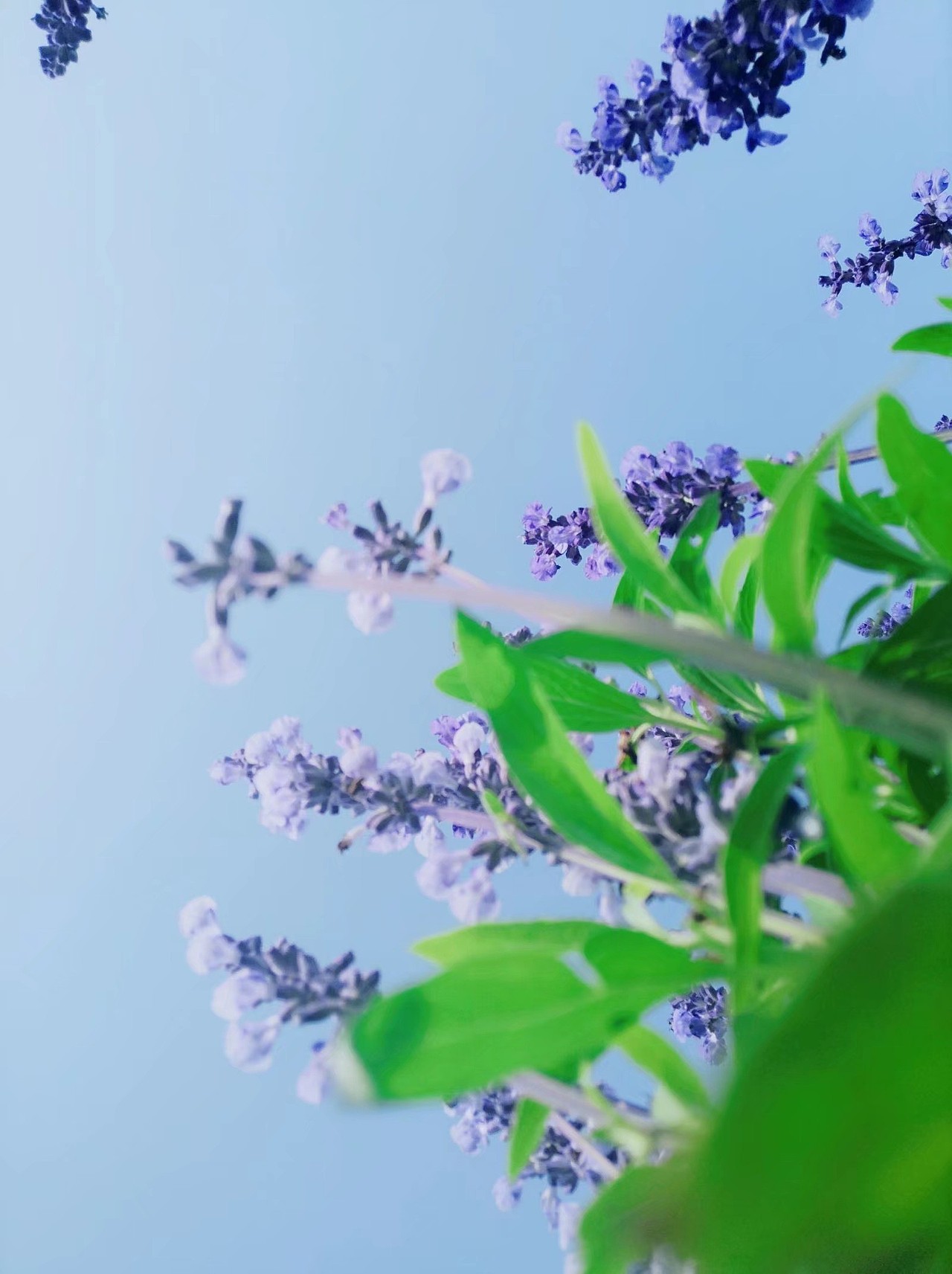 花开花落终有时