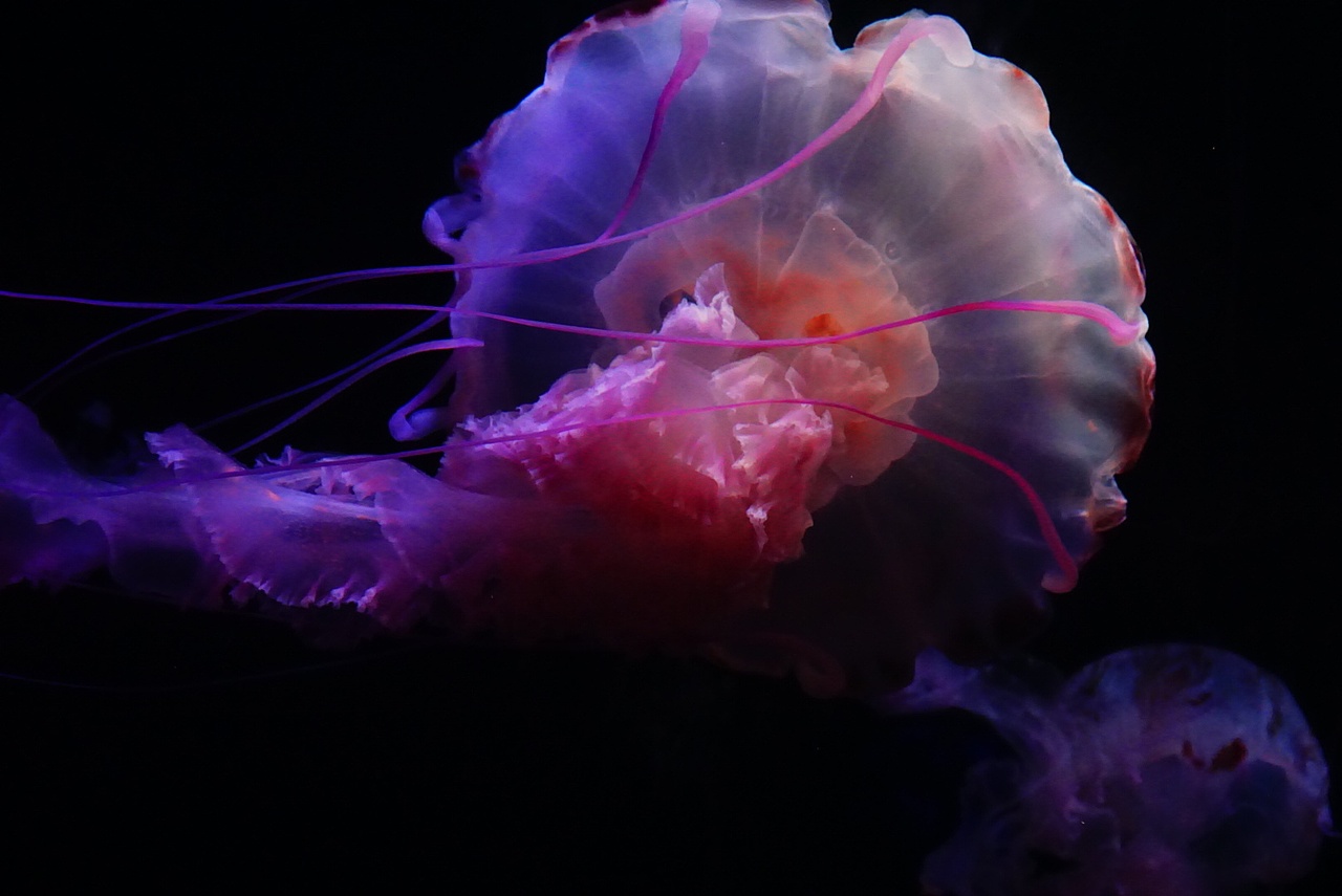 海洋生物摄影—【水母】（图ZMjIxMDQxNTA4） - 宠物摄影 - 站酷设计师王3岁原创素材 - 站酷ZCOOL