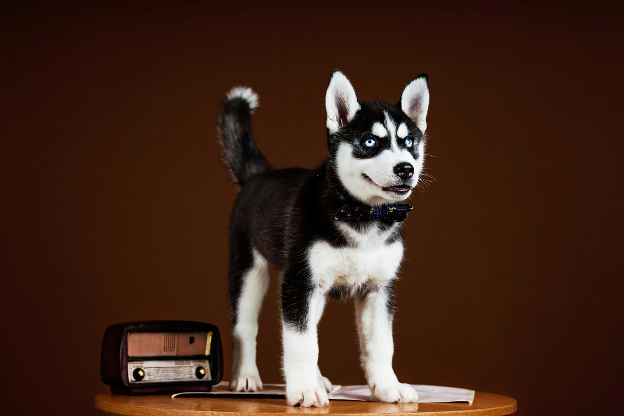 拆家小能手哈士奇合集——宠爱拾光宠物摄影