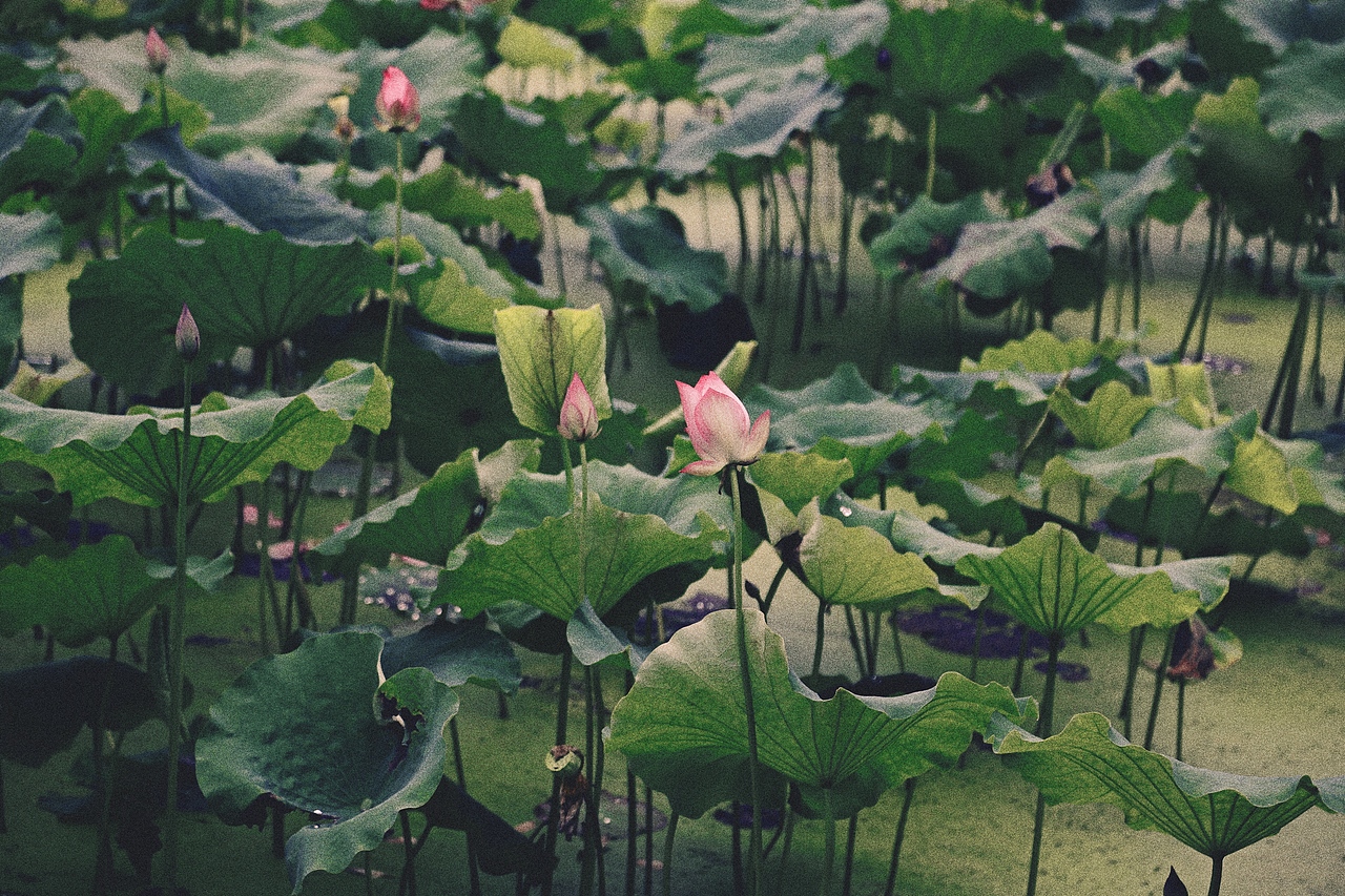 逛吃杭州-荷花记