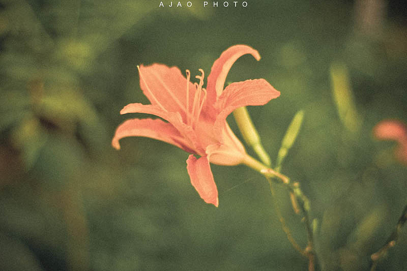 那些被阳光沐浴的精灵