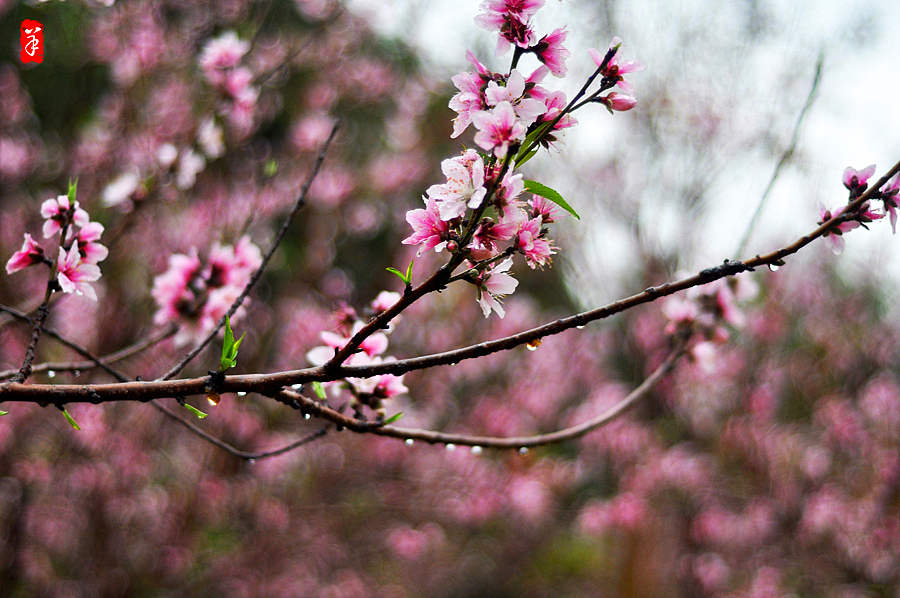 2014春·深圳大学桃花朵朵（图ZMTQwOTUwNjA=） - 风光摄影 - 站酷设计师szuedu2005原创素材 - 站酷ZCOOL