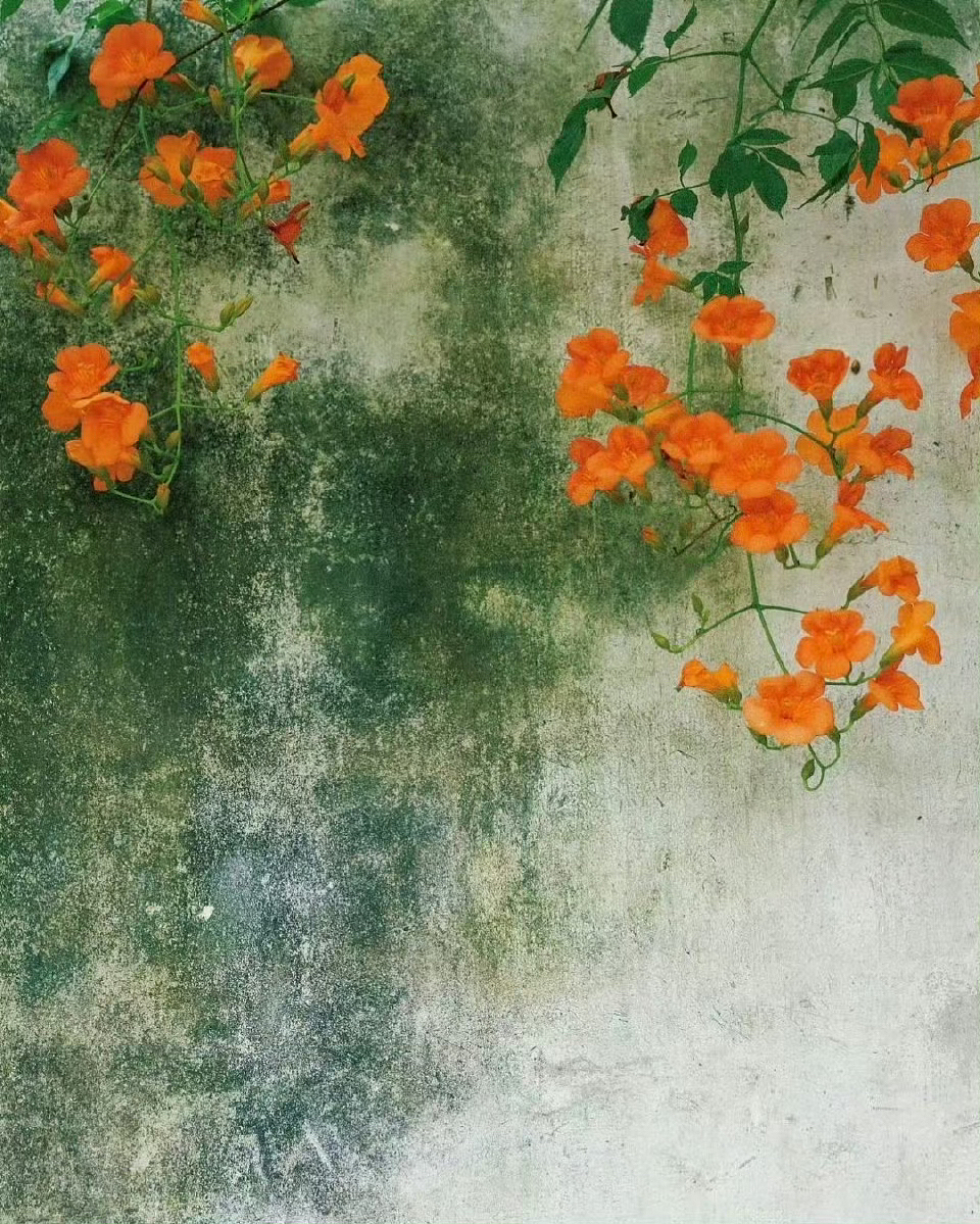 岁月不声不响,你且不慌不忙,在凡俗的烟火里,愿以素