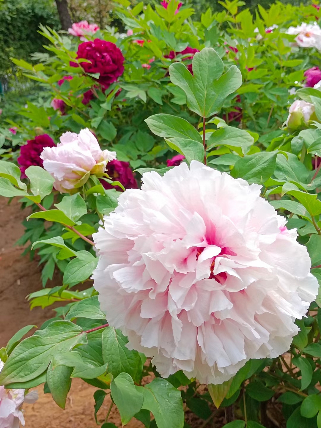 百花园（图ZMjY2NTE3ODMy） - 风光摄影 - 站酷设计师绕道鱼原创素材 - 站酷ZCOOL