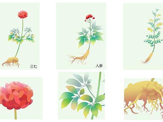 药材插画