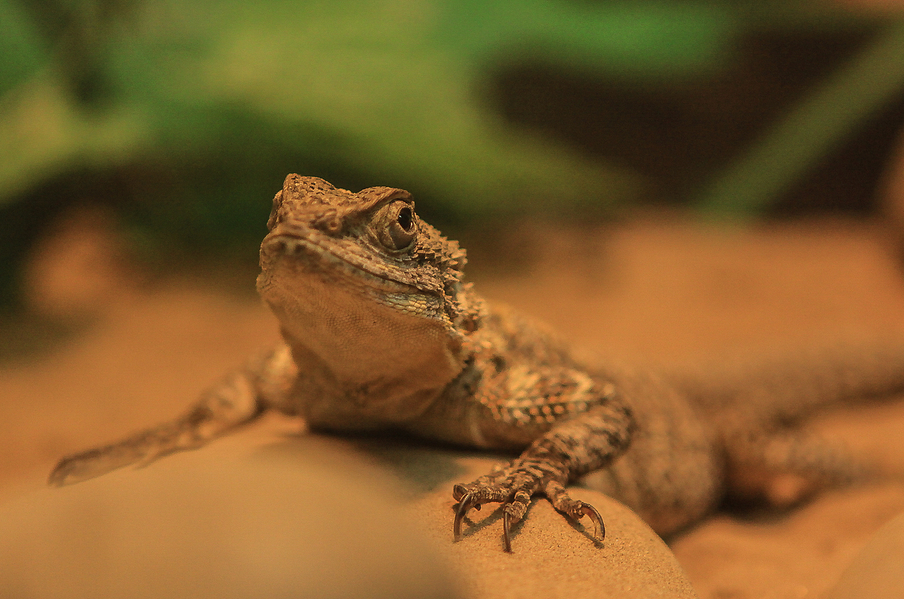 爬行动物|摄影|宠物摄影|摄影设计老师王林_原创作品-站酷zcool