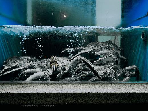 螃蟹（個人主頁-ZNTc1ODE4MDg=） - 人文/紀實攝影 - 站酷設(shè)計師北方一陣風(fēng)原創(chuàng)素材 - 站酷ZCOOL