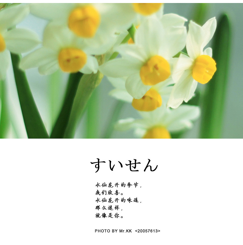 【水仙花開(kāi)の季節(jié)】（圖ZNTg2MDE2） - 人文/紀(jì)實(shí)攝影 - 站酷設(shè)計(jì)師黑嗓茶叔原創(chuàng)素材 - 站酷ZCOOL