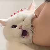 林夏安森的头像