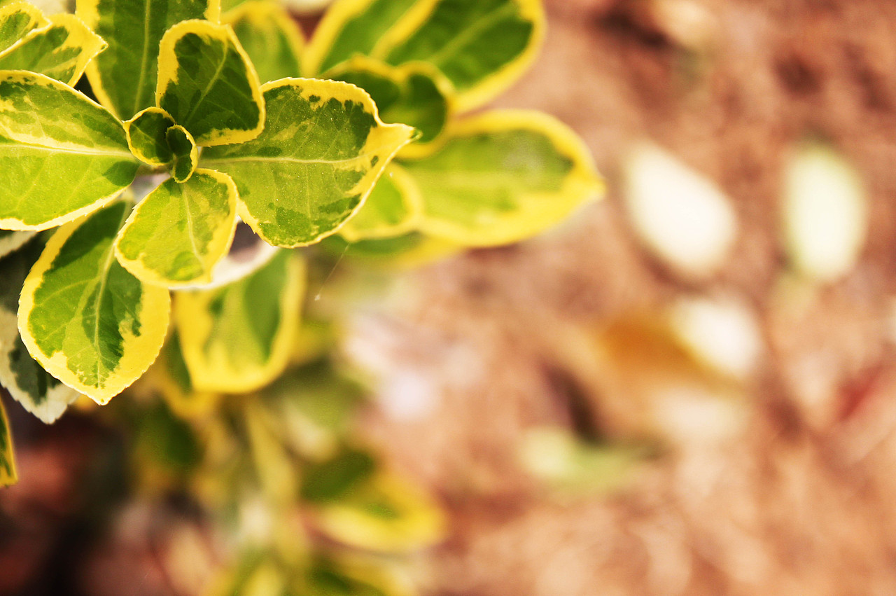 (伪)摄影--------就要绚丽--不要灰色