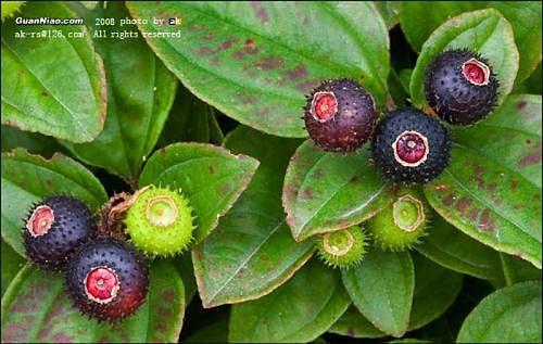 植物（图ZMjcxNjk4NzY4） - 风光摄影 - 站酷设计师lucaswuo原创素材 - 站酷ZCOOL