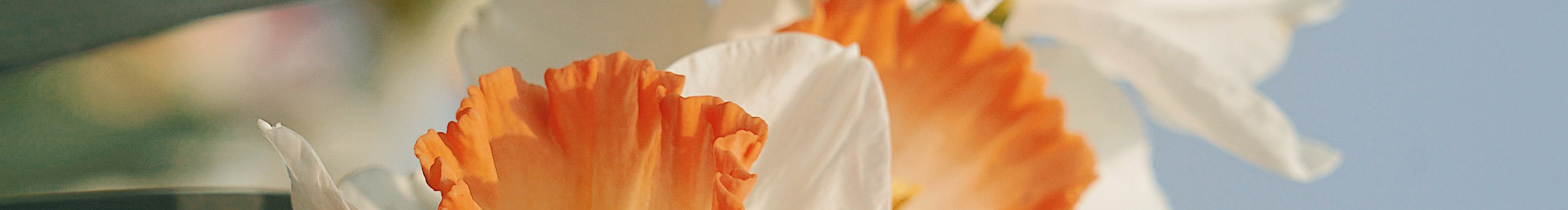 楊楊ysj的個(gè)人主頁(yè)（封面預(yù)覽） - 主頁(yè)封面設(shè)置 - 站酷設(shè)計(jì)師楊楊ysj原創(chuàng)素材 - 站酷ZCOOL