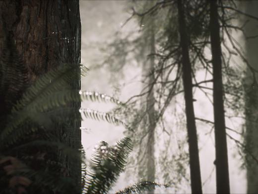 Misty Forest-Animation