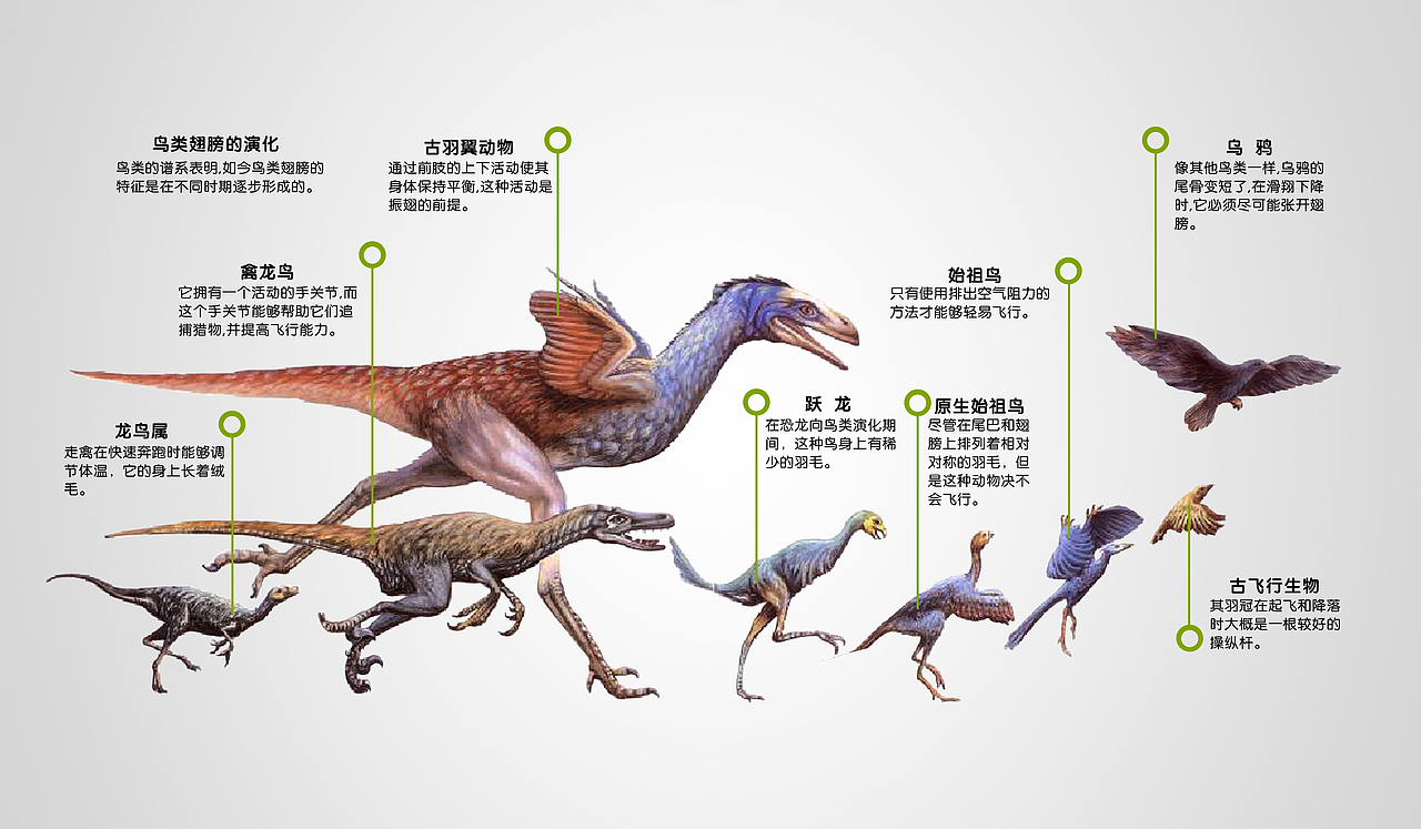 2013.鄂尔多斯湿地野生鸟类展览馆