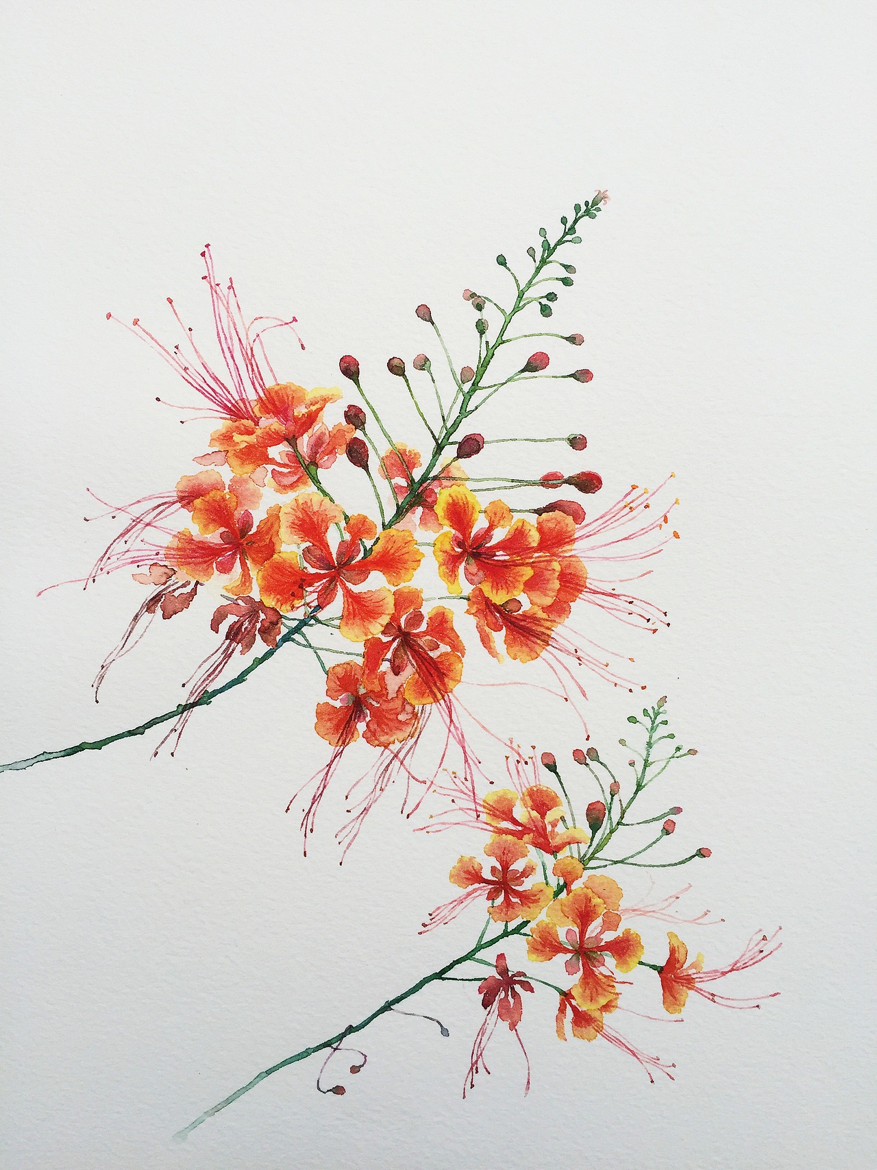 原创水彩画 水彩花卉 手绘