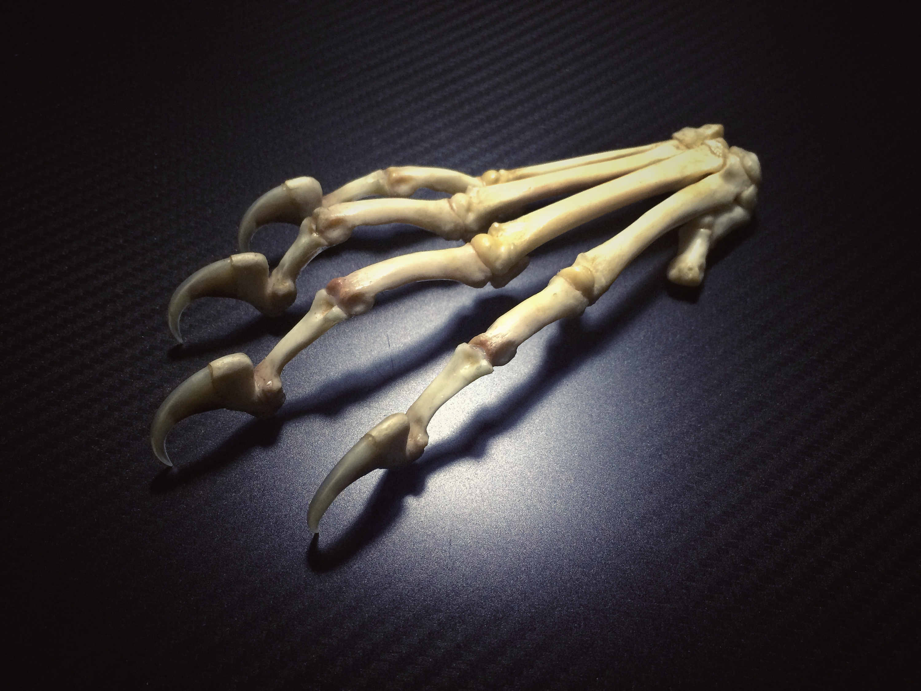 老虎爪子骨骼图片
