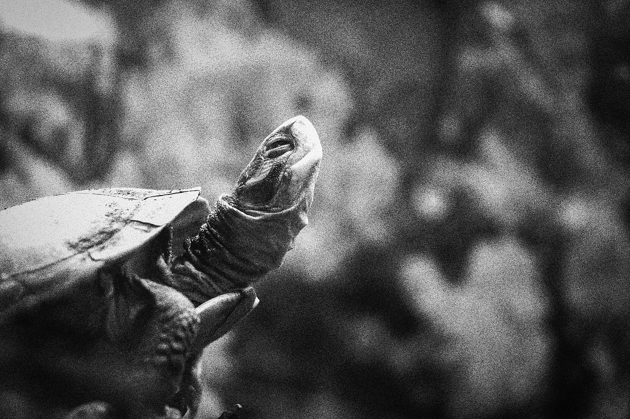 《北京动物园》略伤感（图ZMTA1MzM2NDk2） - 宠物摄影 - 站酷设计师不是扶桑原创素材 - 站酷ZCOOL