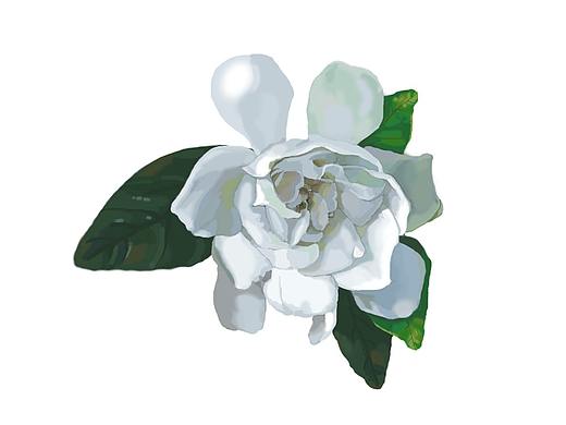 植物手绘