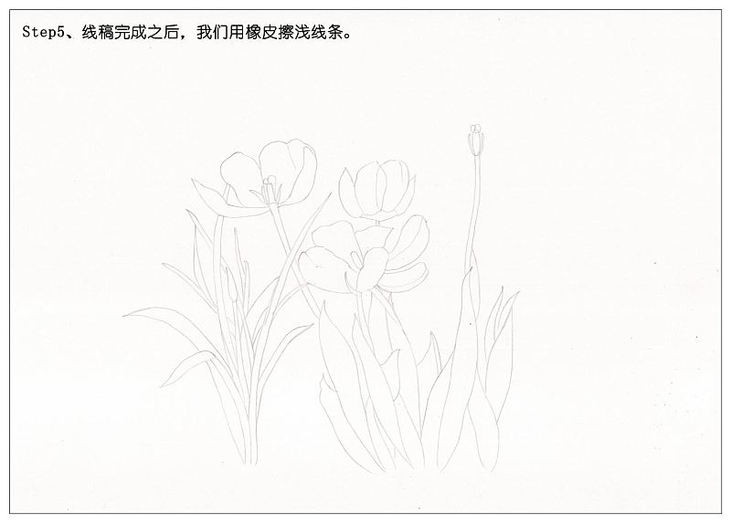 驴大萌彩铅教程151手绘郁金香花丛