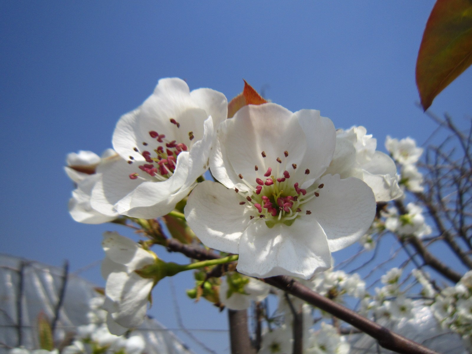 梨花|摄影|静物|dufeng007 - 原创作品 - 站酷 (zcool)