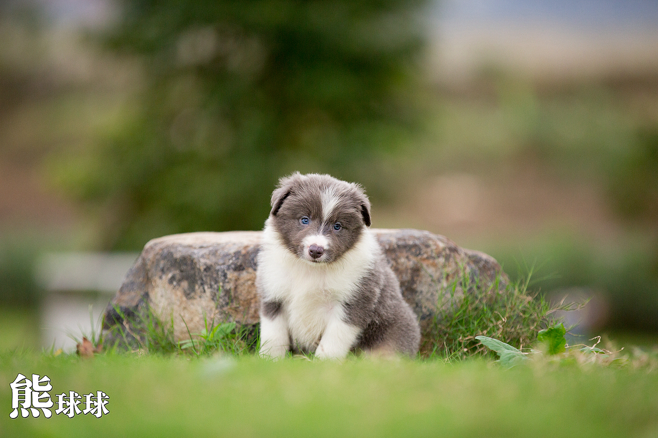 超可爱卖萌的边牧幼犬们！简直萌出血！（图ZMzgzNjM2NjA=） - 宠物摄影 - 站酷设计师熊球球原创素材 - 站酷ZCOOL