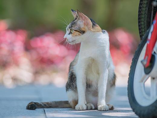 寻猫集94
