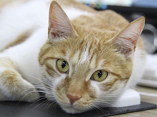 办公室团宠-点点