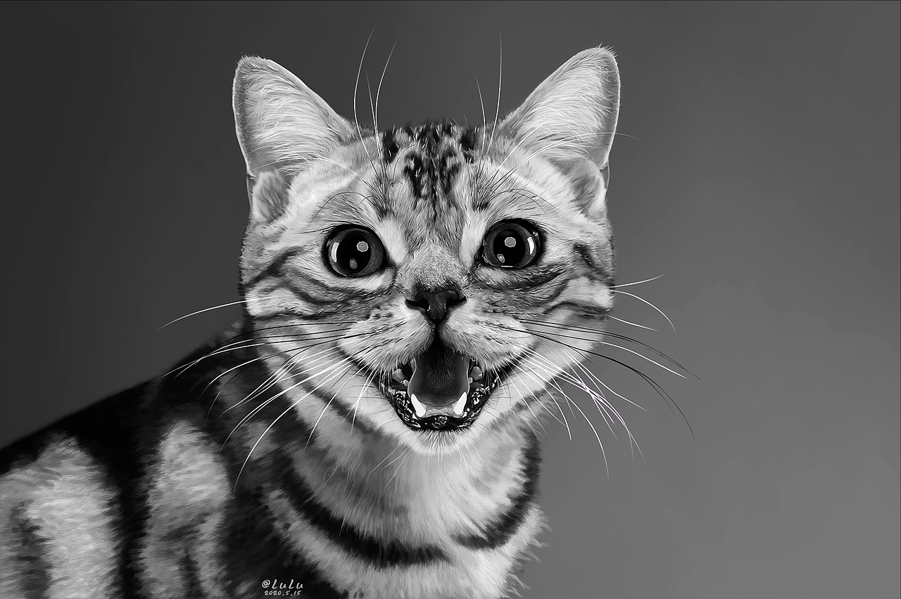 写实插画-美国短毛猫