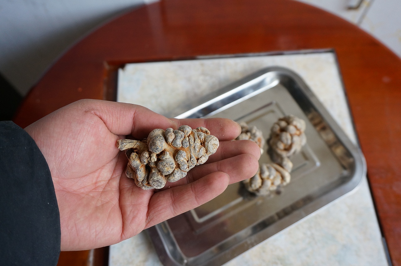 云南满泽三七14头 水洗文山原三七头