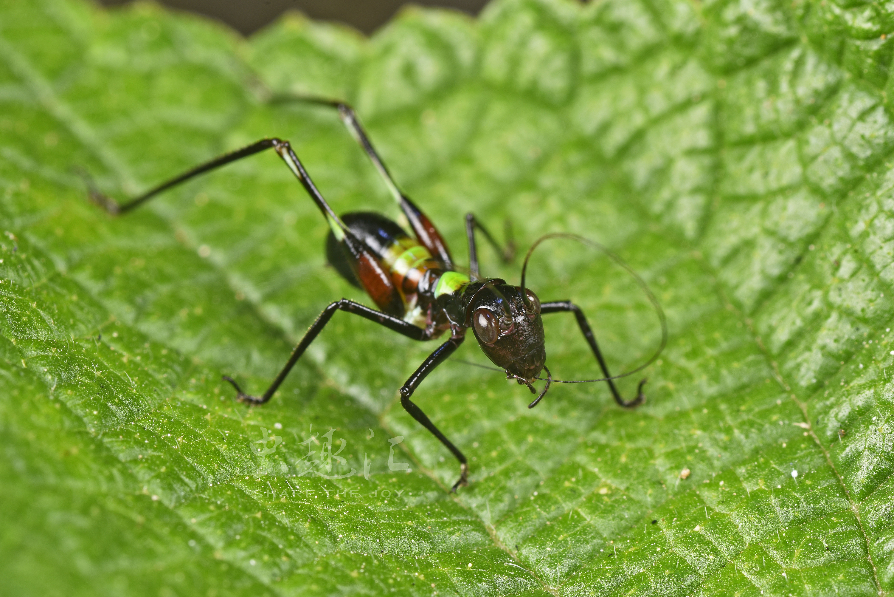 螽斯若虫 (种不详)