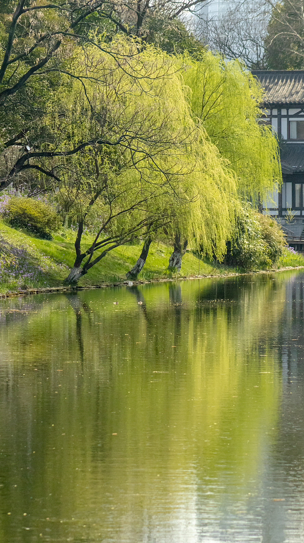 春去春来,花谢花开…