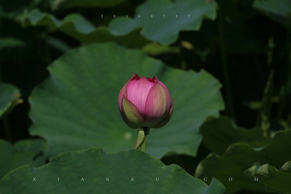 翠湖-荷花-20160717________________