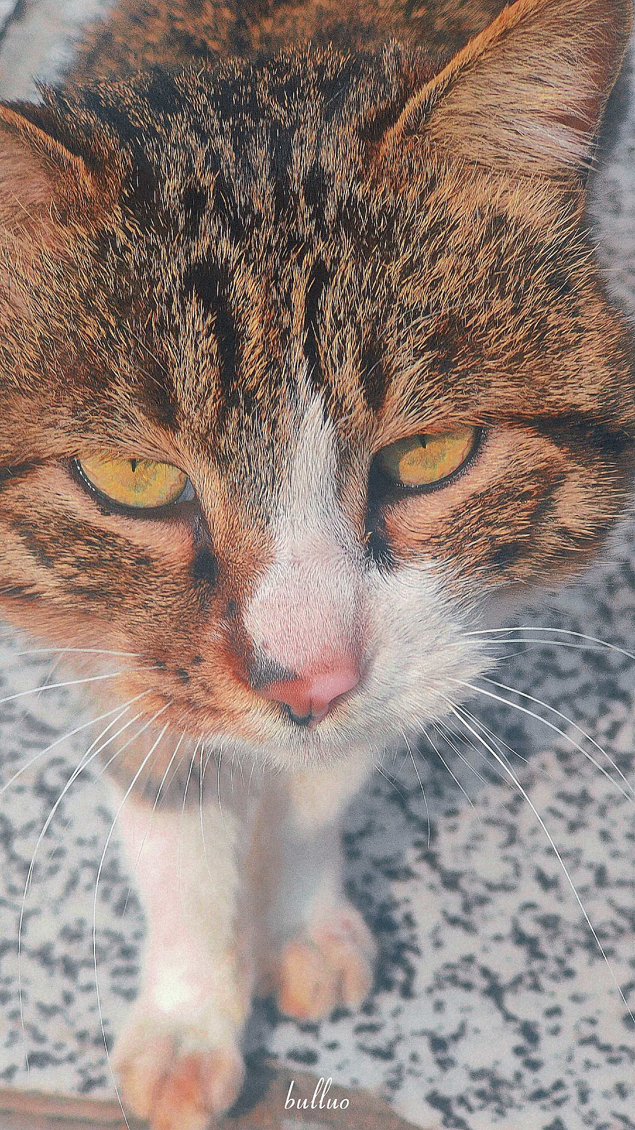 手机摄影作品6（图ZMjk5NzEwNTA4） - 宠物摄影 - 站酷设计师限时救援原创素材 - 站酷ZCOOL