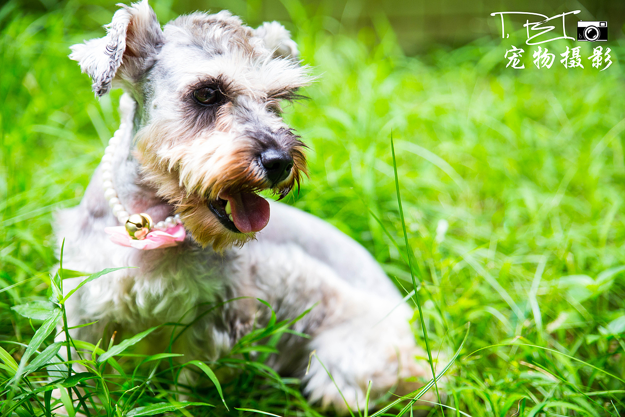 【I,Pet宠物摄影】狗狗们的一天