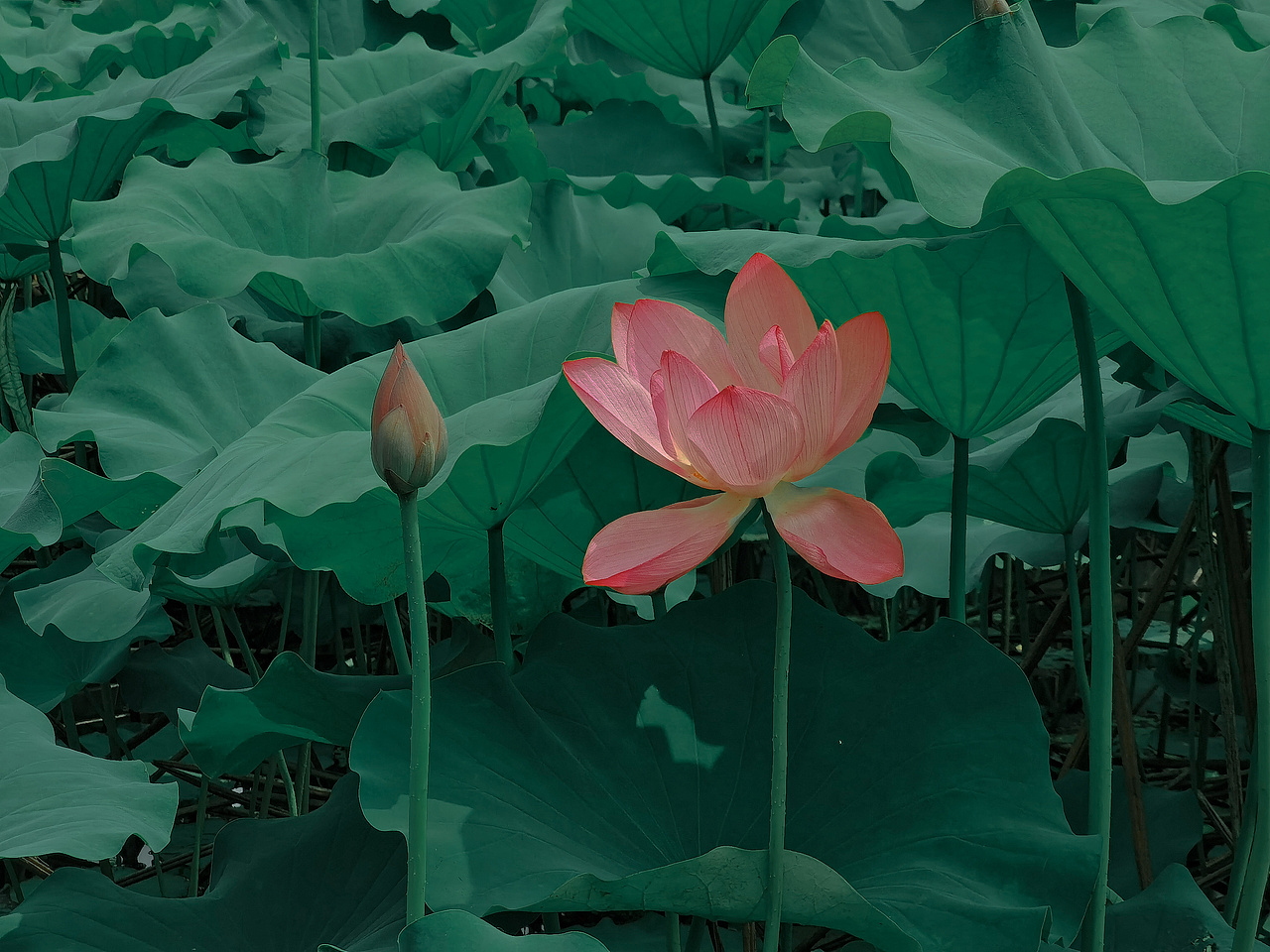 如梦令-东湖游记（图ZMjEyMDA3NDA0） - 风光摄影 - 站酷设计师Tenfey原创素材 - 站酷ZCOOL