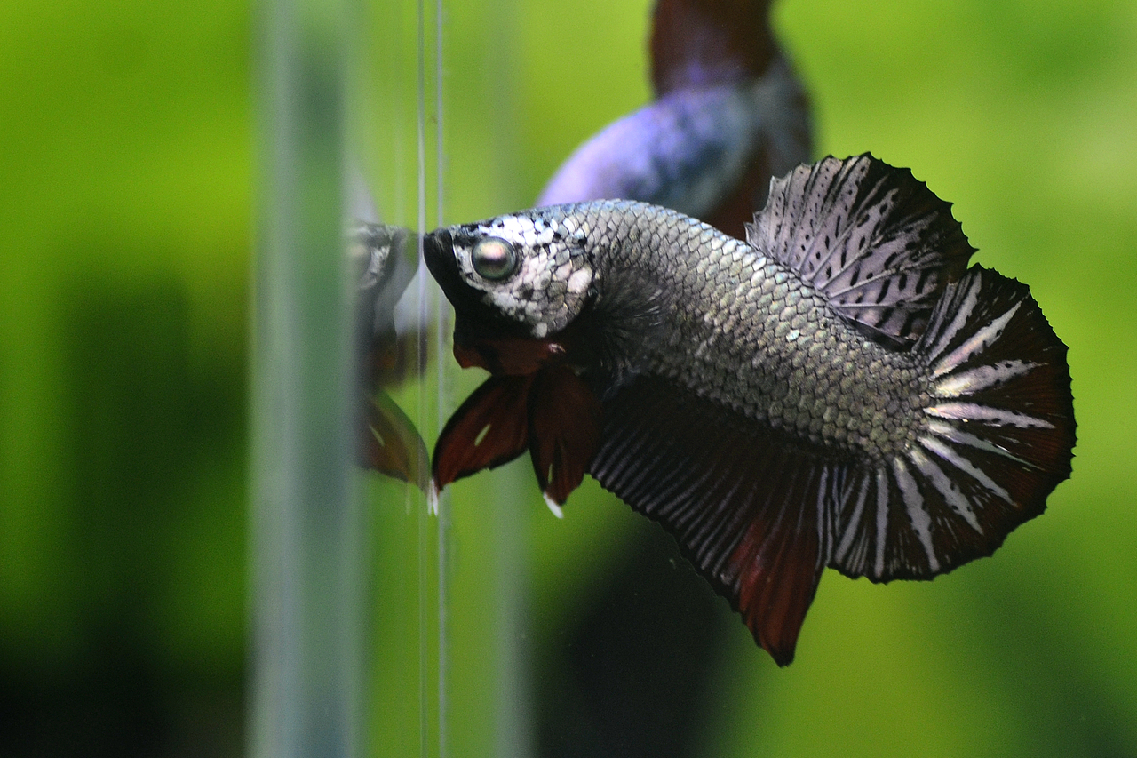 泰国斗鱼马尾狮王半月将军