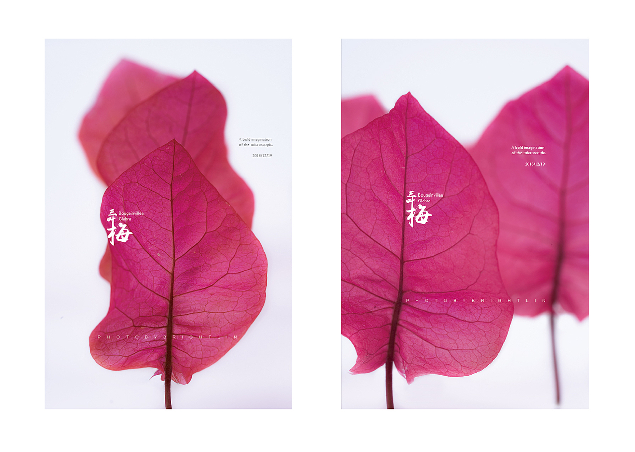 微观世界的大胆想象——三叶梅