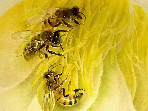 蜜蜂 Bee（个人主页-ZMzU5NzQyODg=） - 绘画 - 站酷设计师DoudouBean原创素材 - 站酷ZCOOL