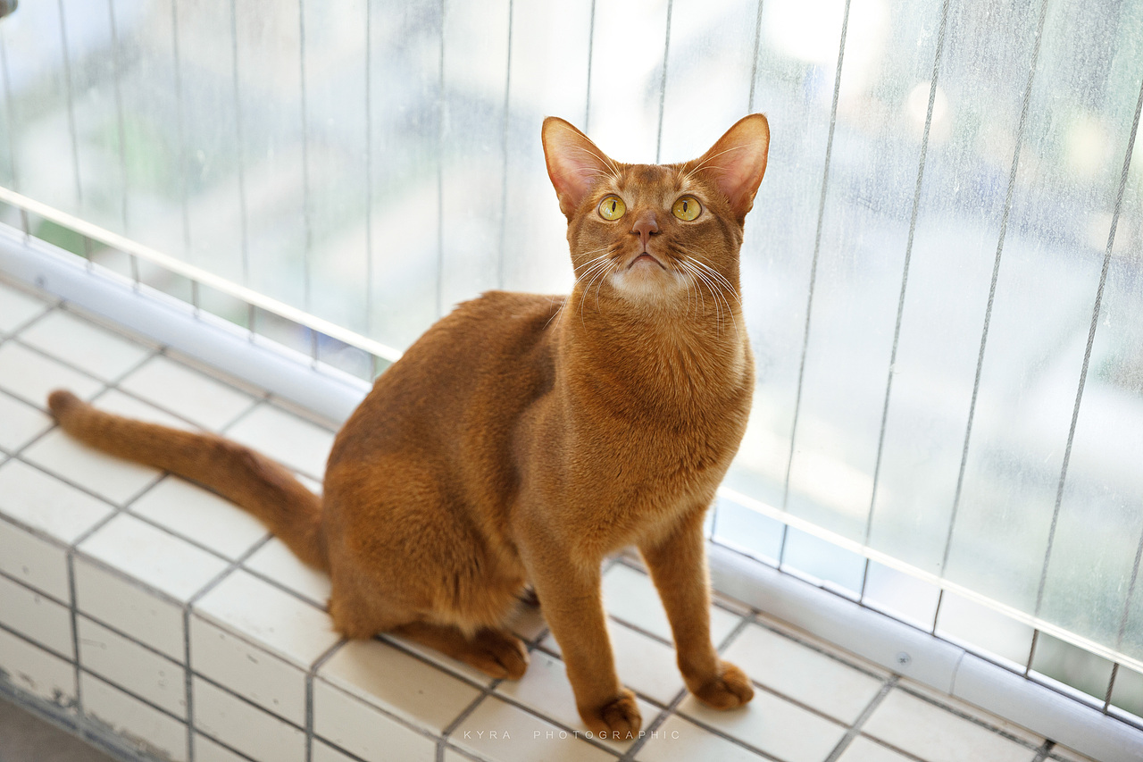 abi cat (Kyra 宠物摄影个人作品,可约上门拍摄)