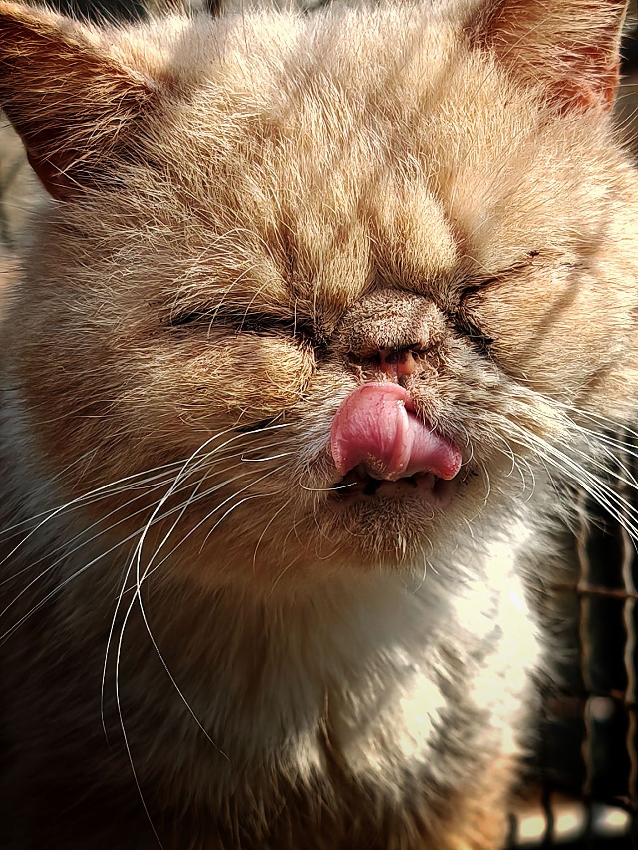 眼里有光 心中有爱（图ZMzM2MjU1OTc2） - 宠物摄影 - 站酷设计师大鹏映象原创素材 - 站酷ZCOOL