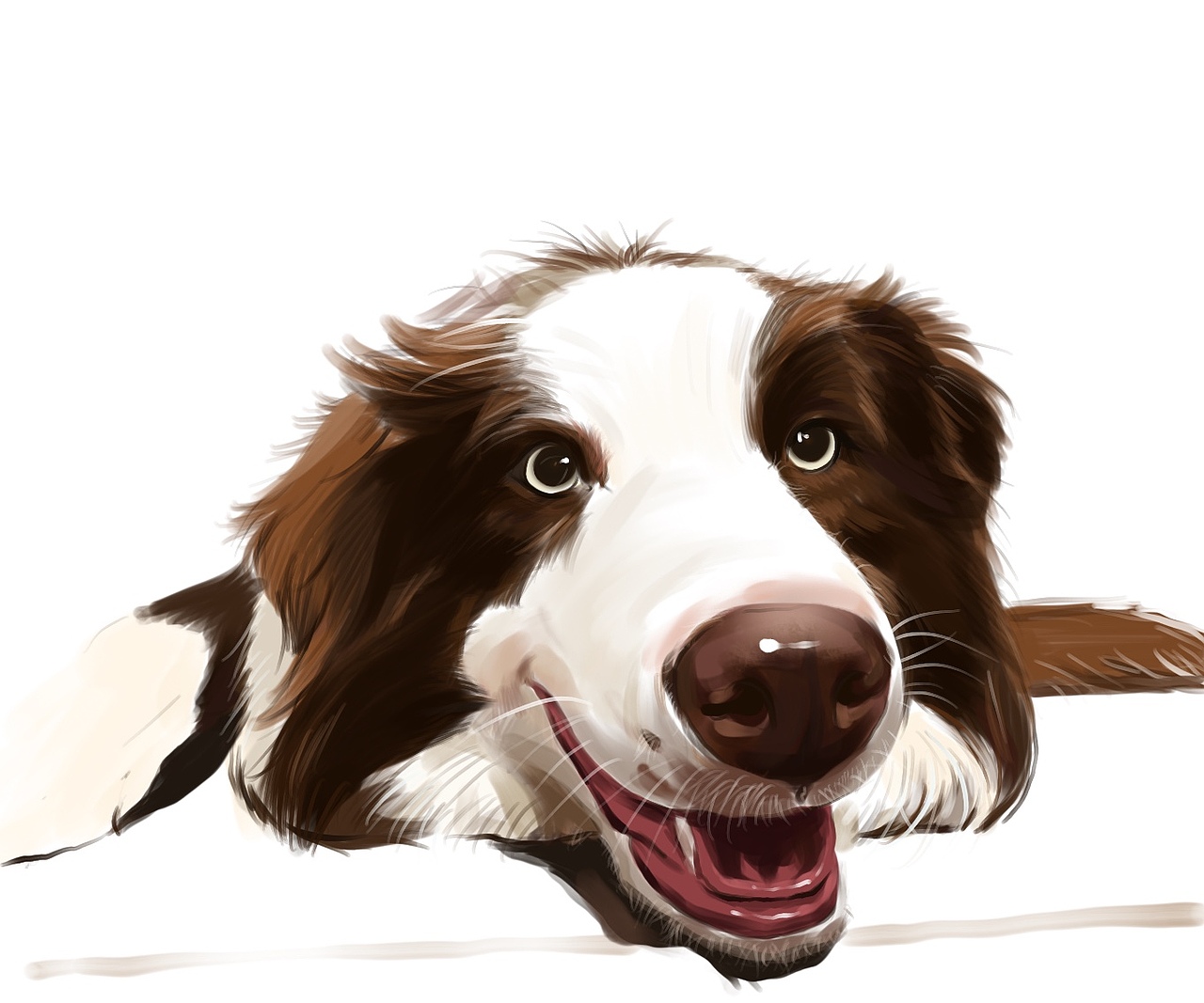 procreate边境牧羊犬dubi