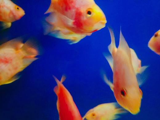fish
